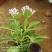 繁星花颜色多品种全宿根植物租摆绿化用量大诚信经营质优价廉
