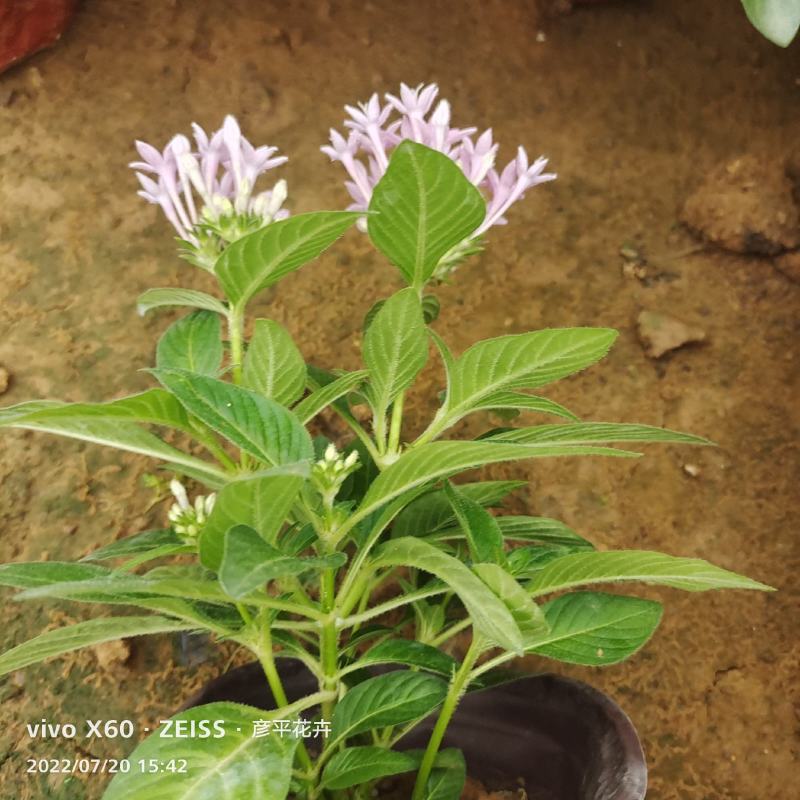 繁星花颜色多品种全宿根植物租摆绿化用量大诚信经营质优价廉