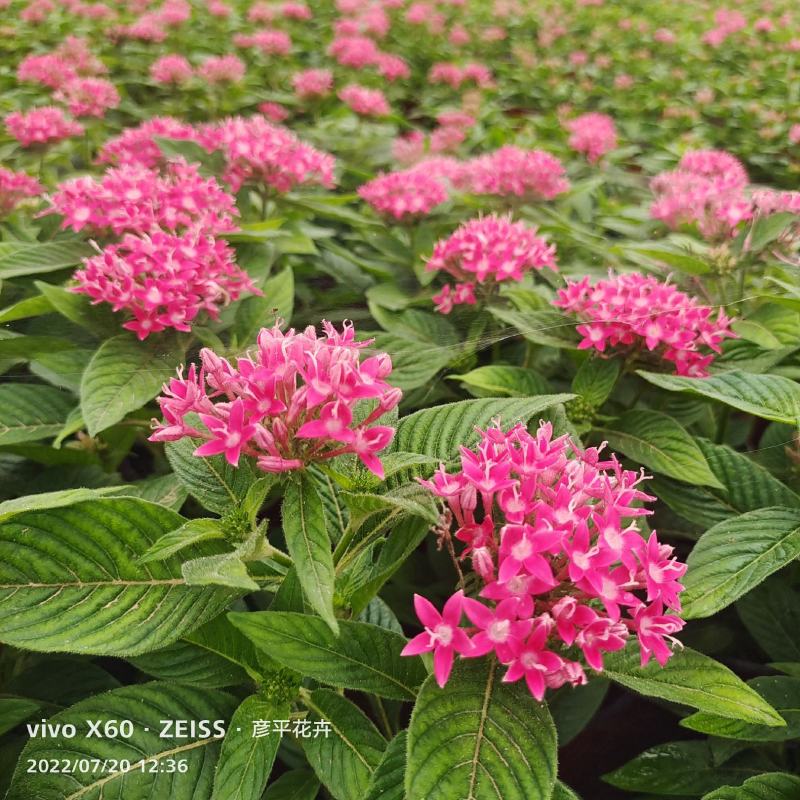 繁星花颜色多品种全宿根植物租摆绿化用量大诚信经营质优价廉