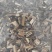 香茶菜干货香茶菜中药材干净无杂质欢迎选购