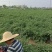 线椒中椒几百亩大量上市