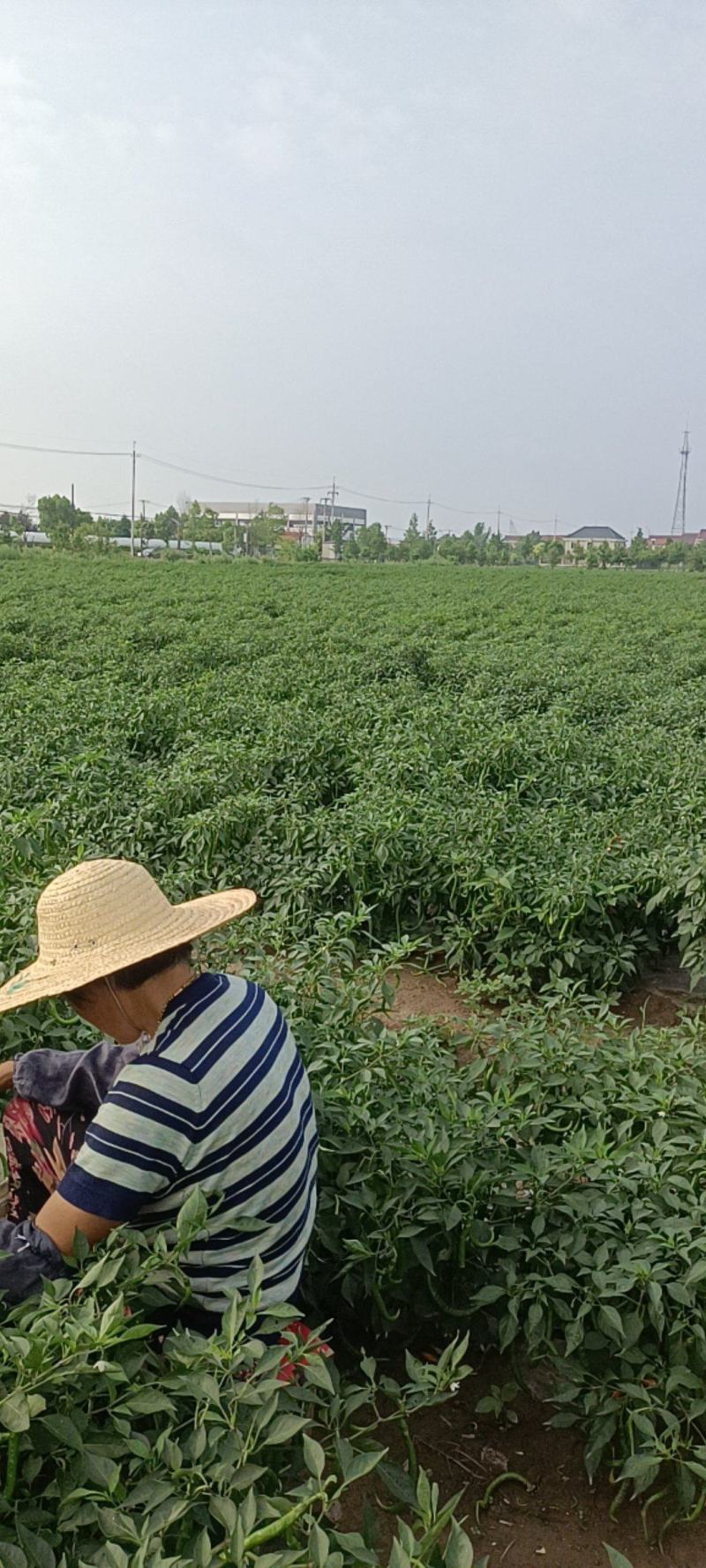 线椒中椒几百亩大量上市