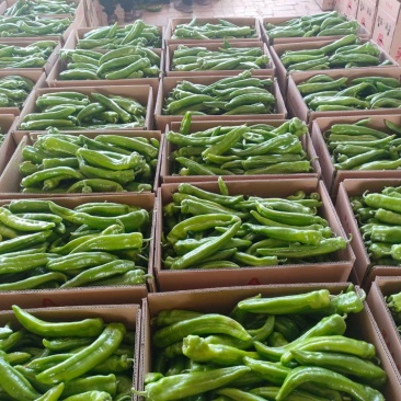 精品牛椒产地直发辣椒精品牛椒质量的确有保障301尖椒