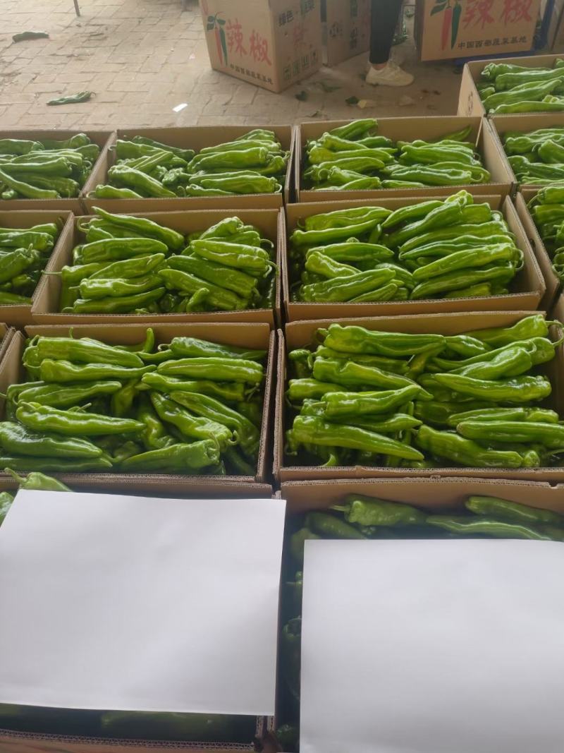 精品牛椒产地直发辣椒精品牛椒质量的确有保障301尖椒