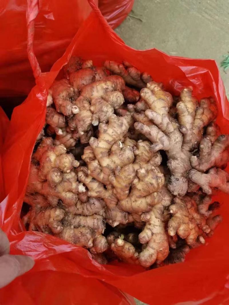 常年供应生姜小黄姜面姜欢迎前来选购
