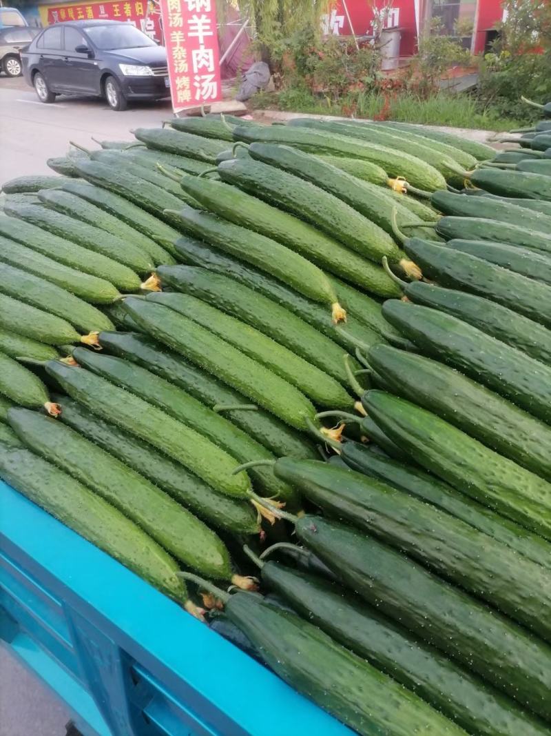 精品密刺黄瓜产地直发量大从优视频看货