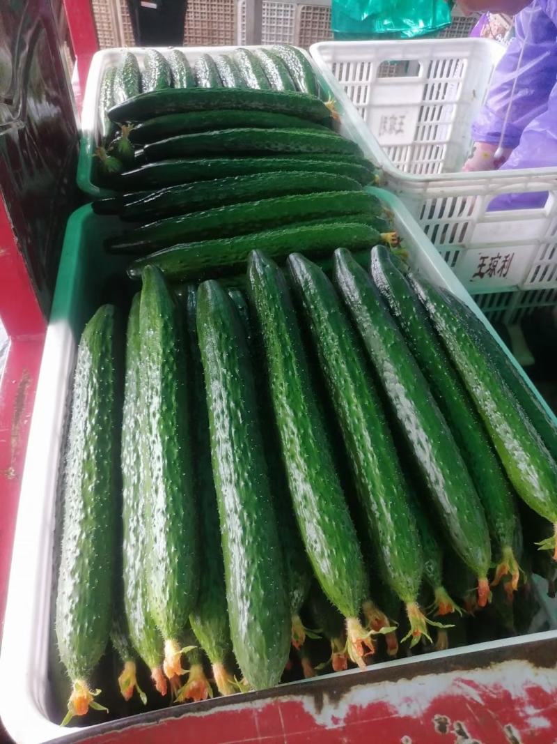 精品密刺黄瓜产地直发量大从优视频看货