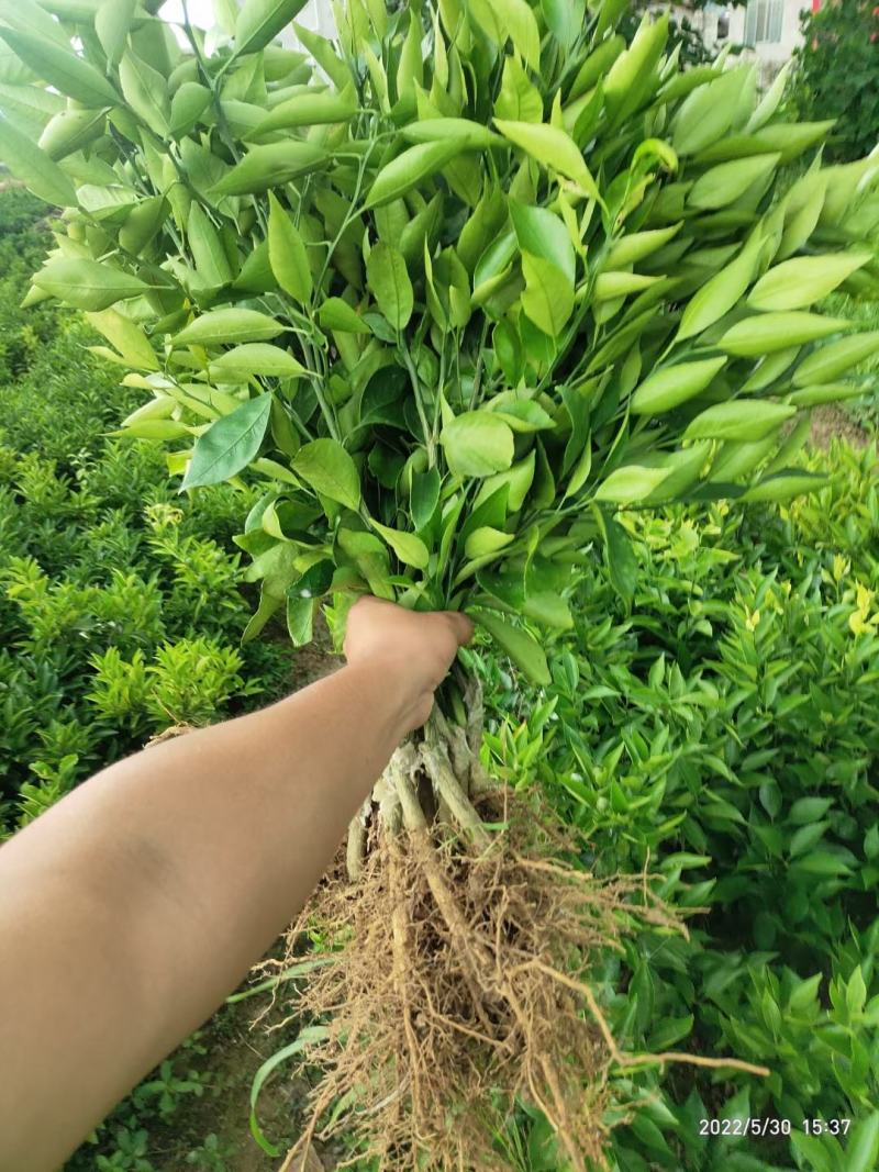 黄美人果苗，品种保证成活率高，提供免费种植技术