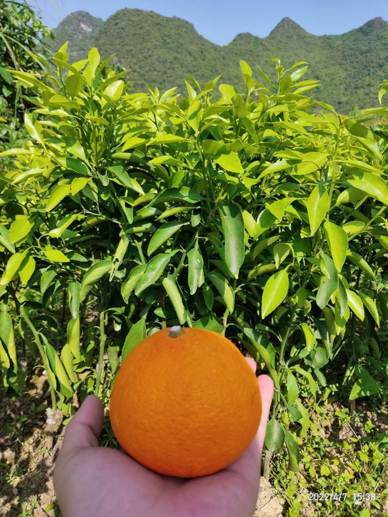 黄美人果苗，品种保证成活率高，提供免费种植技术