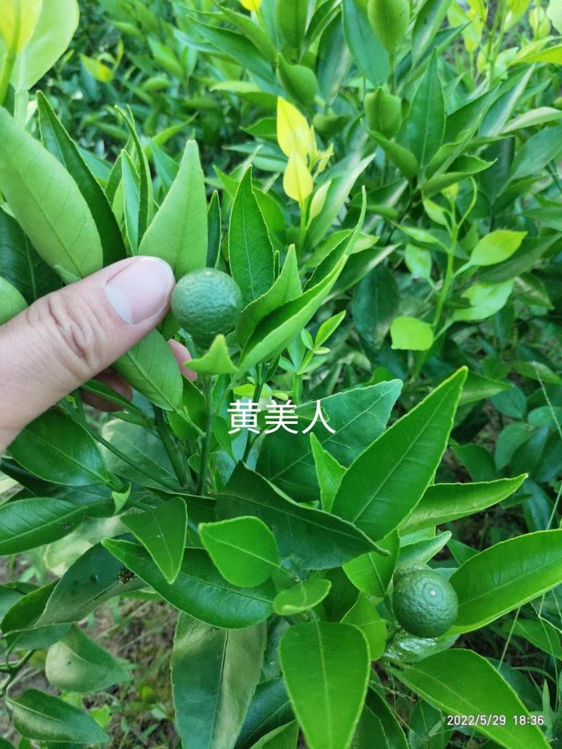 黄美人果苗，品种保证成活率高，提供免费种植技术