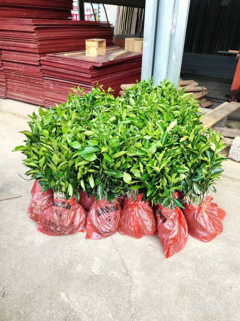 黄美人果苗，品种保证成活率高，提供免费种植技术