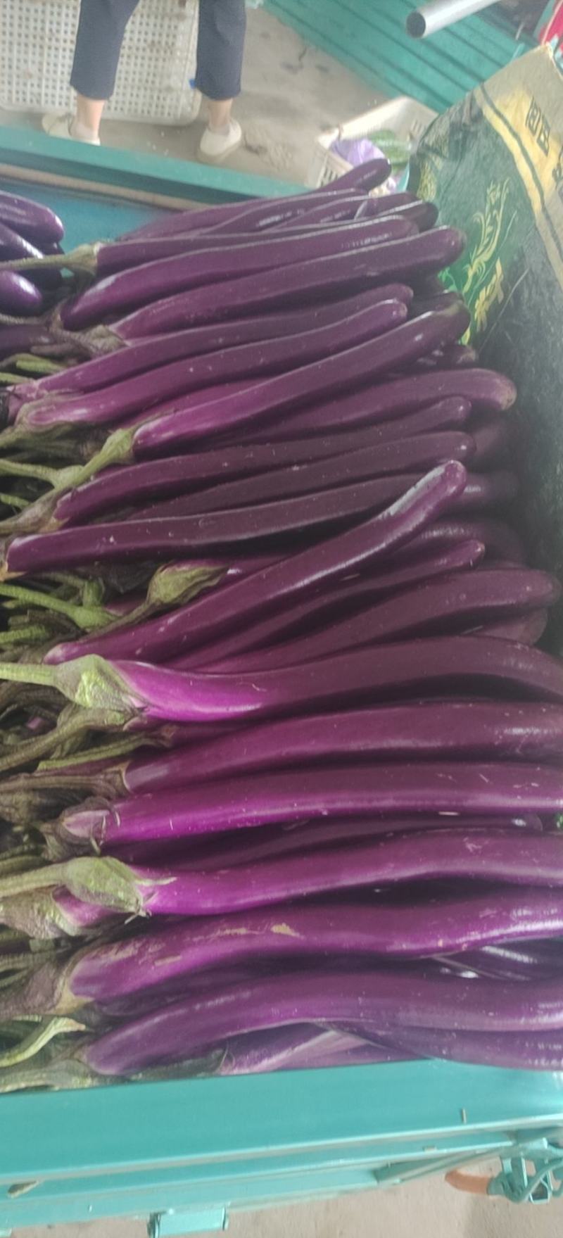 红线茄山东兰陵县鲁南批发蔬菜耿墩蔬菜批发