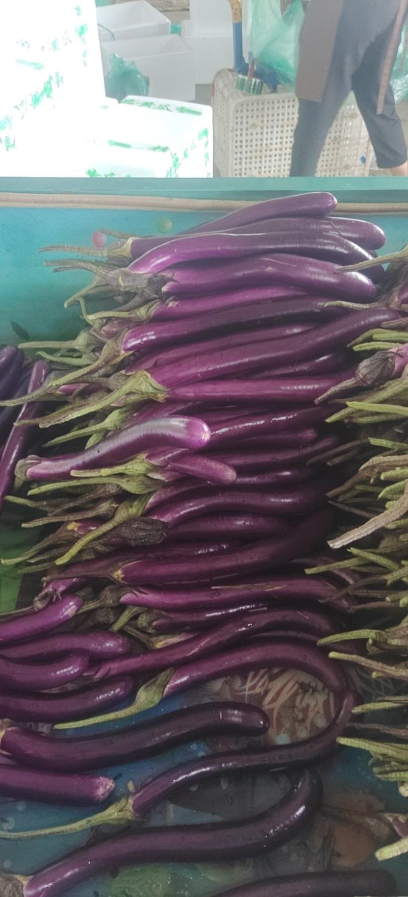 红线茄山东兰陵县鲁南批发蔬菜耿墩蔬菜批发