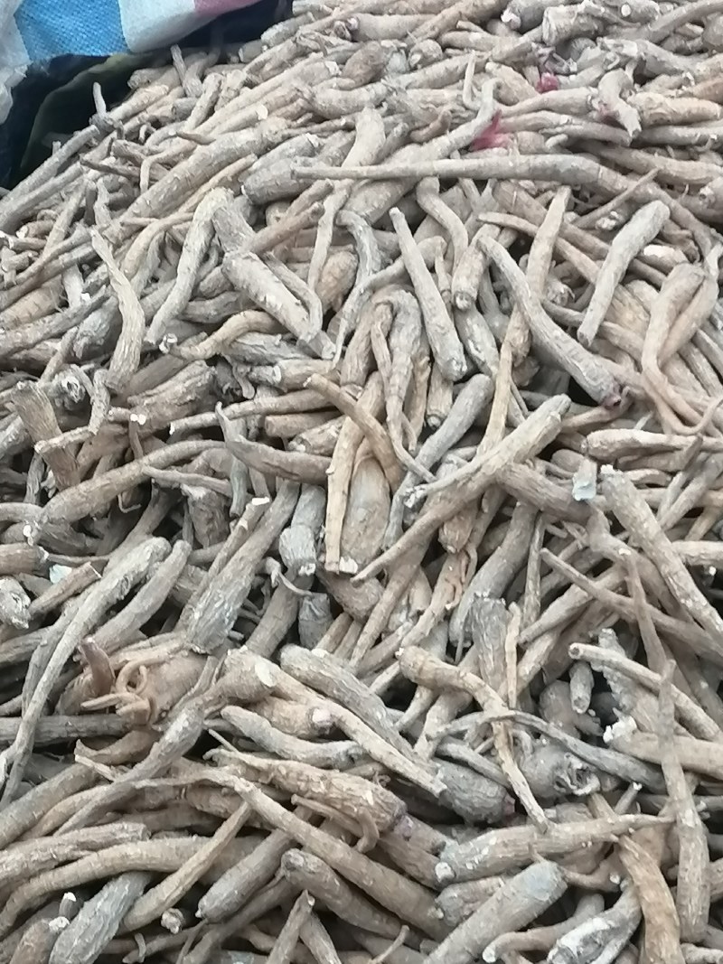 白芷