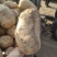 土豆大量现货供应