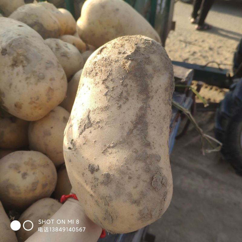 土豆大量现货供应