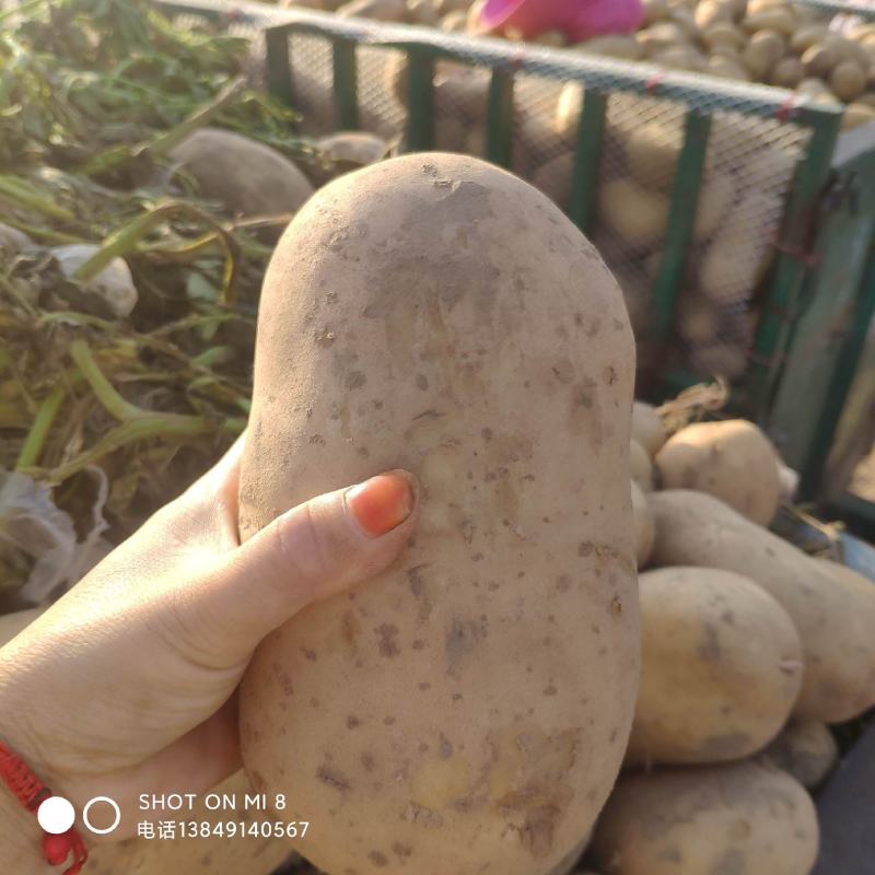 土豆大量现货供应