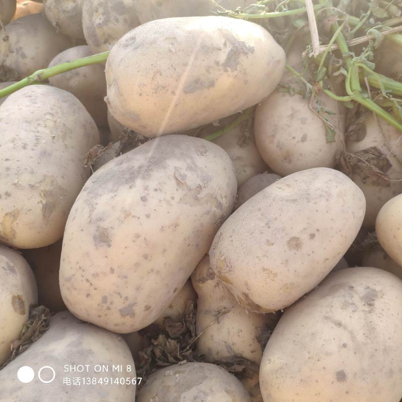 土豆大量现货供应