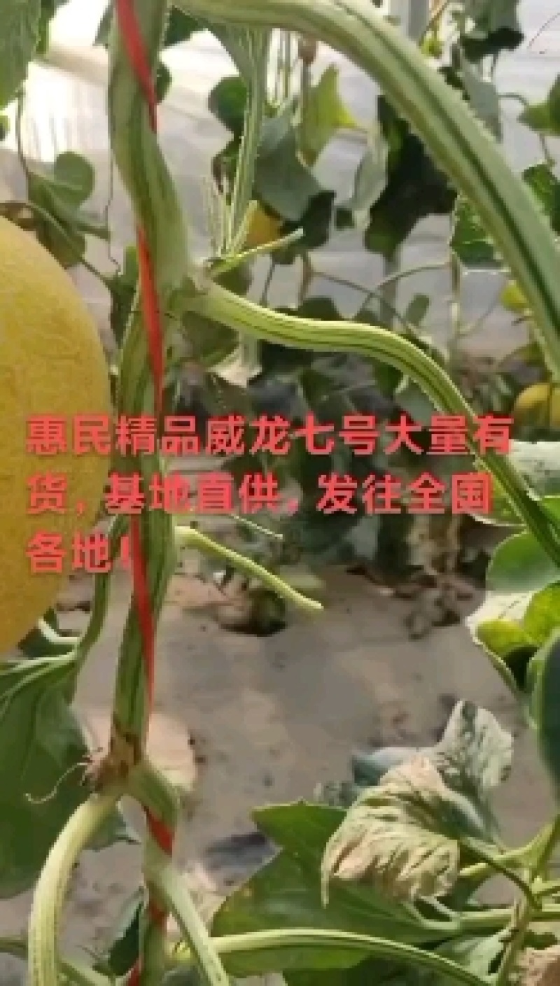 【视频看货】网纹瓜咸龙7号哈密瓜山东产地直发货量充足电联