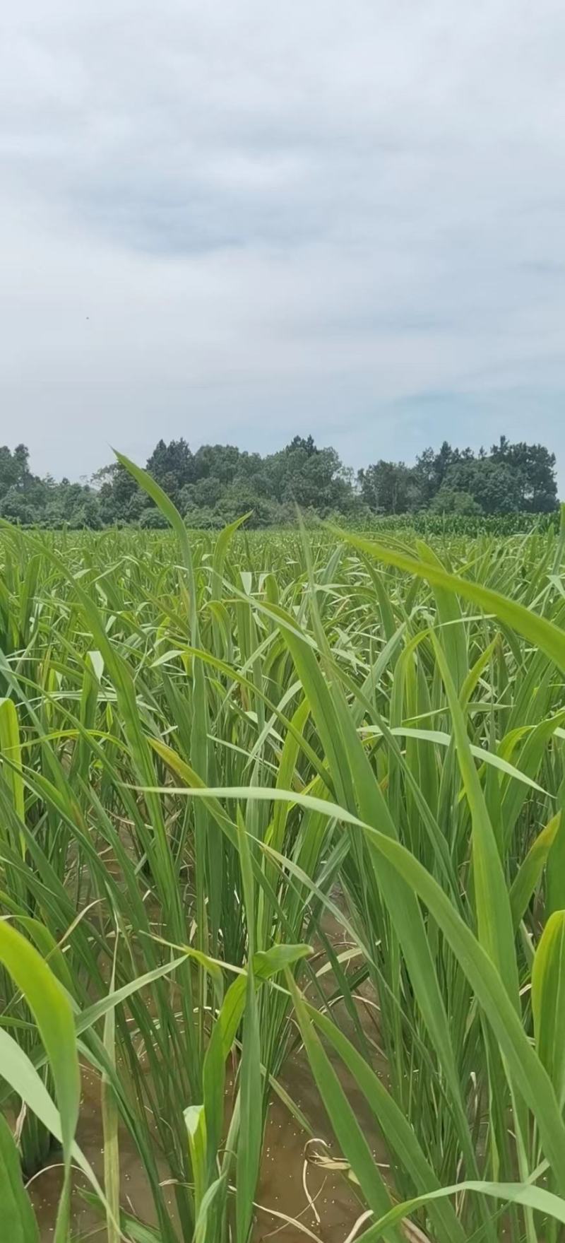 双季茭白苗高瓜苗茭白种籽四季高笋茭白苗早熟茭白苗现挖