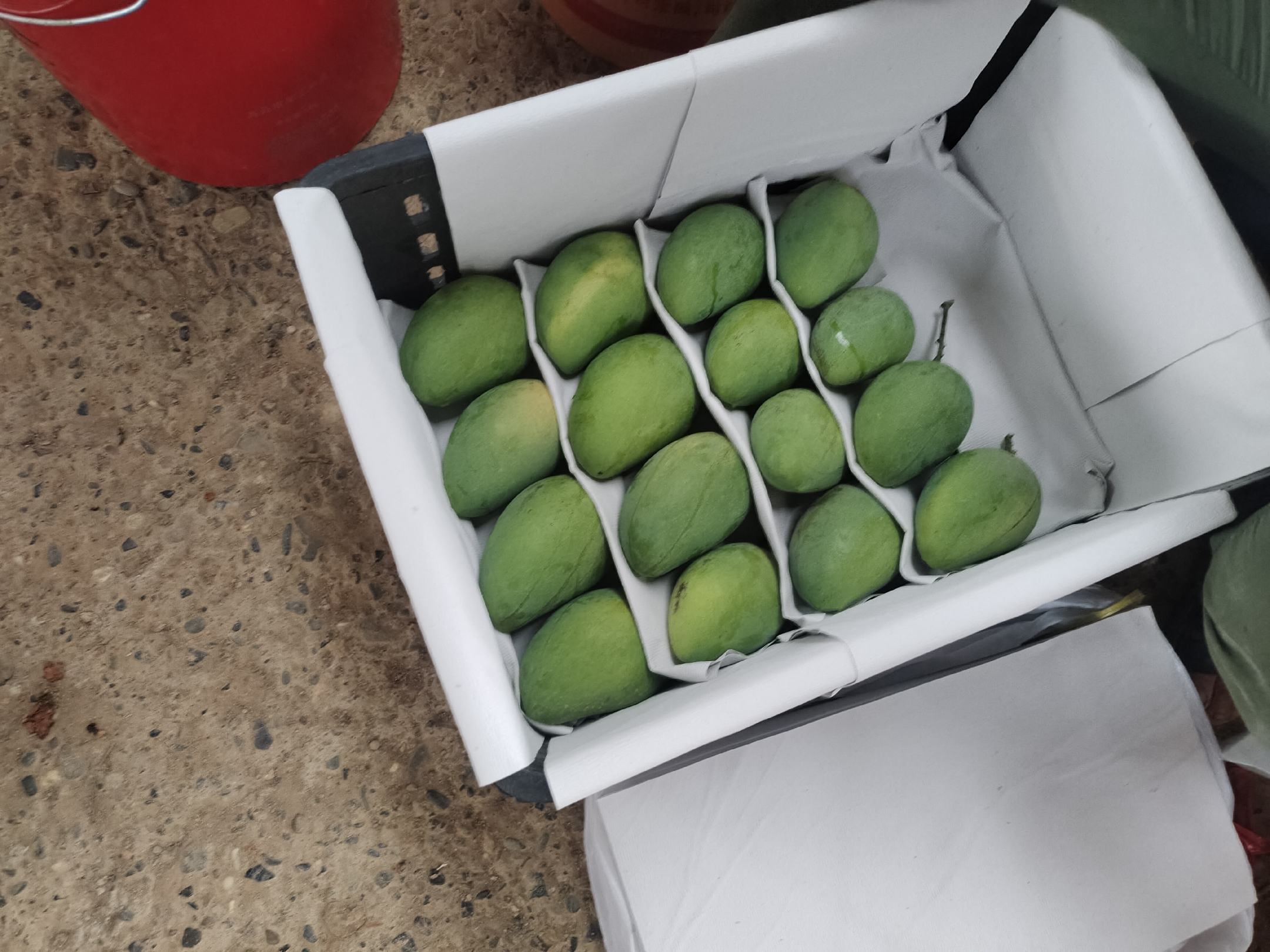 新鲜未成熟的小台芒