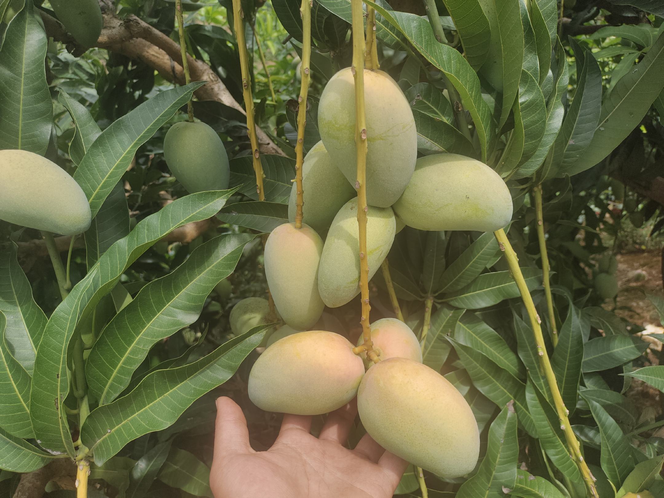 小台芒果实特写