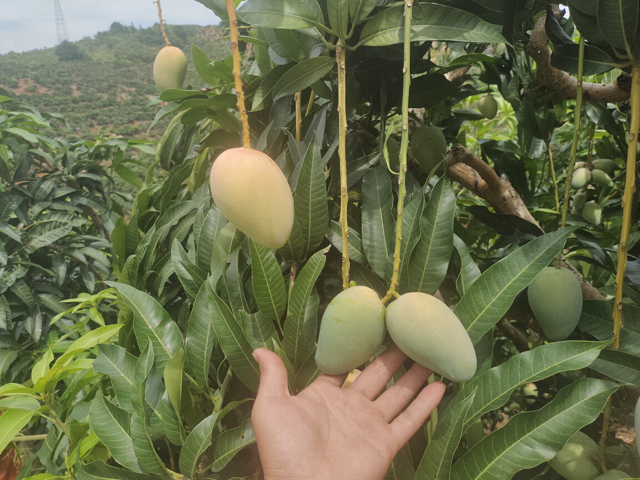 小台芒与成熟度对比图