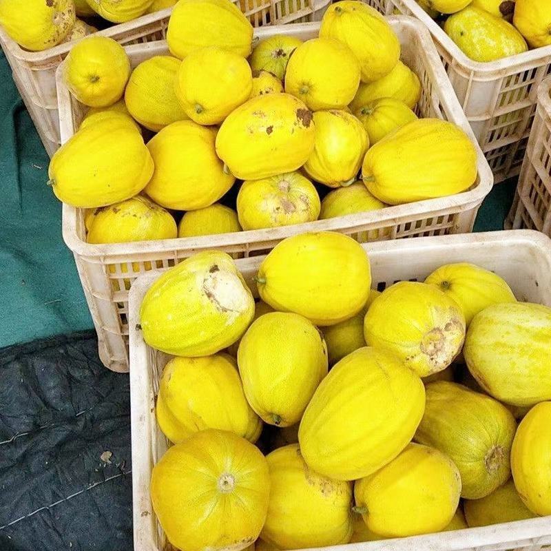 丑八怪瓜有脆又甜的瓜
