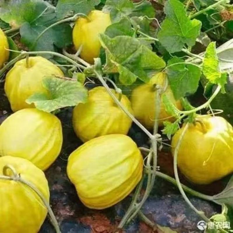 丑八怪瓜有脆又甜的瓜