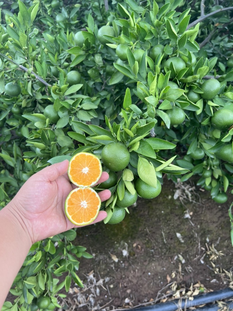 云南蜜橘