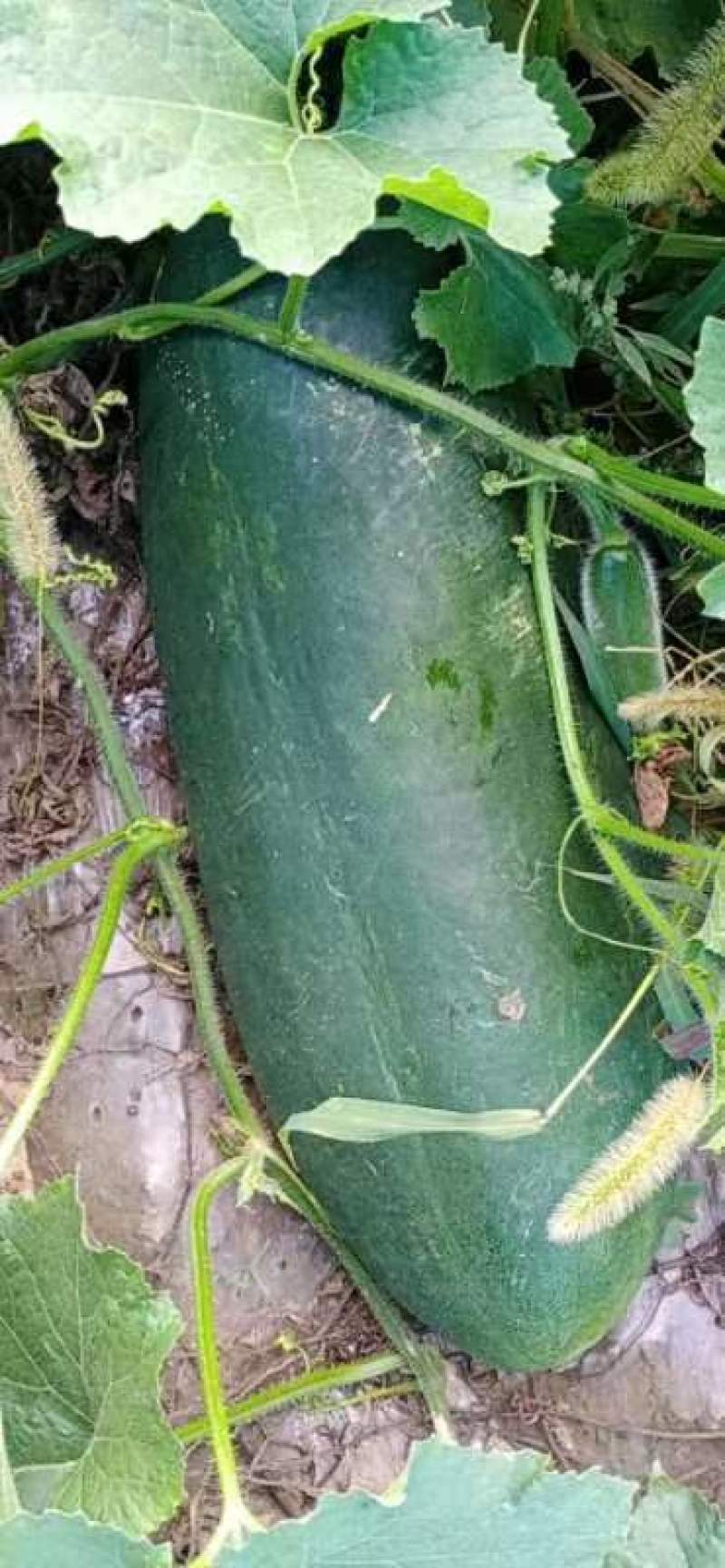 黑皮冬瓜