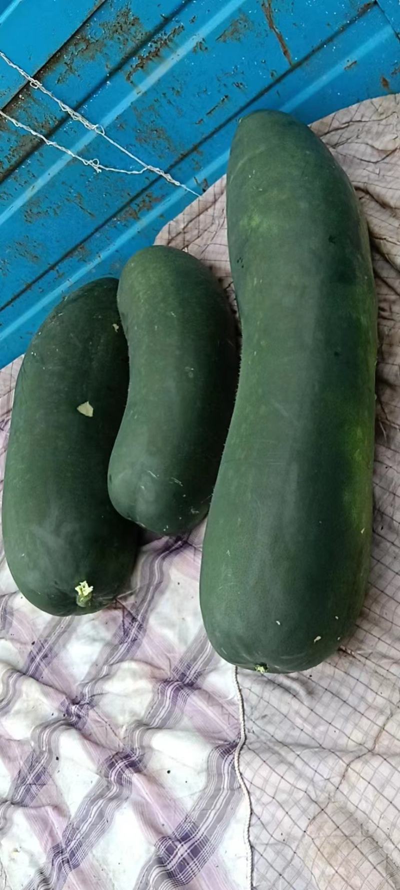 黑皮冬瓜