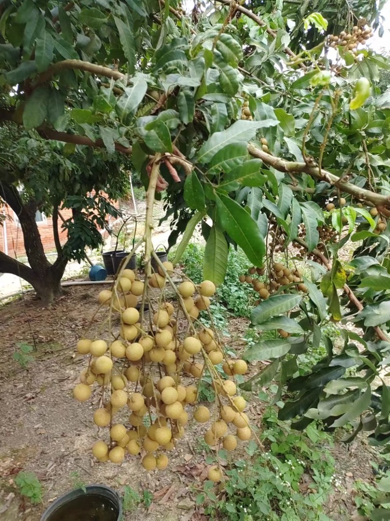 石硖龙眼