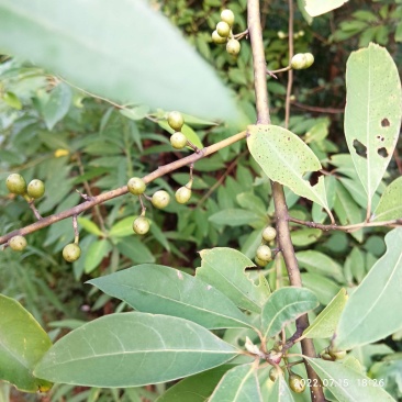 木姜子山胡椒山仓子新货现货现摘现发