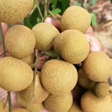 热带水果