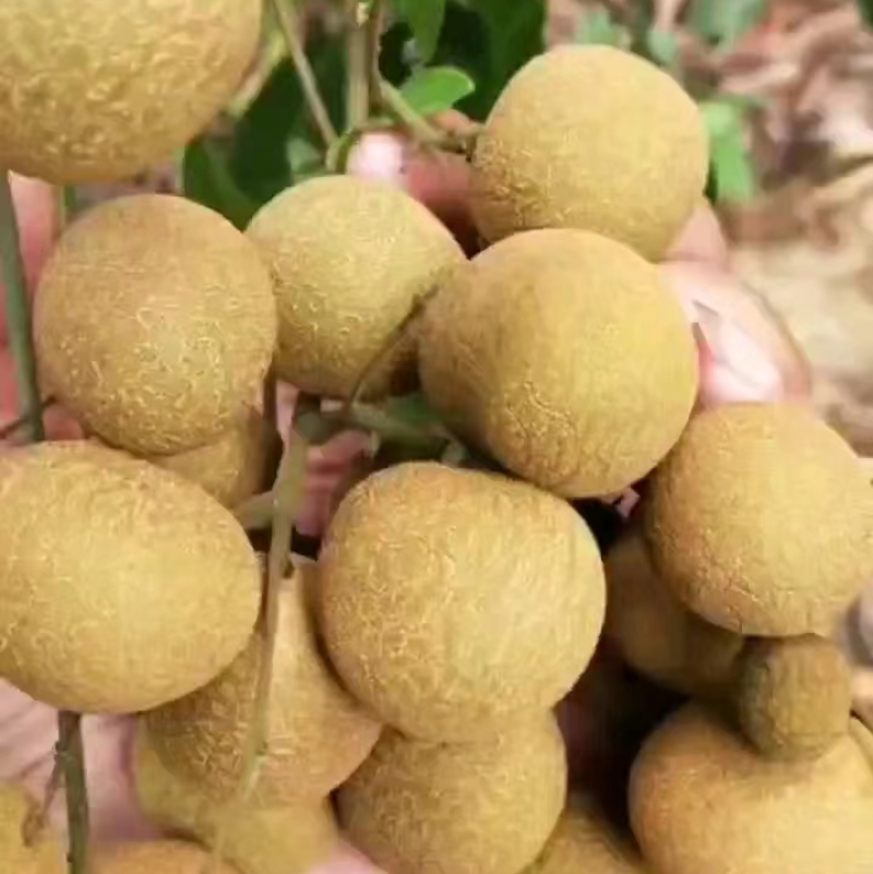 热带水果