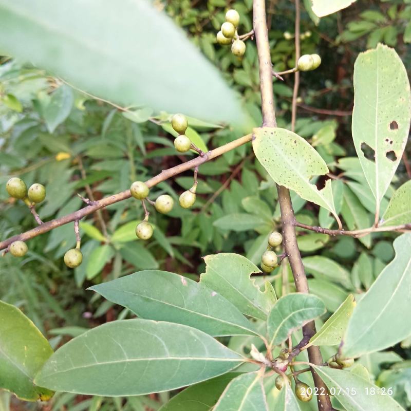 木姜子山胡椒山仓子新货现货现摘现发