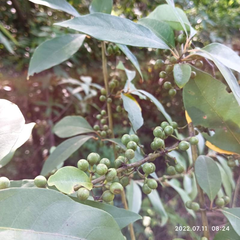 木姜子山胡椒山仓子新货现货现摘现发