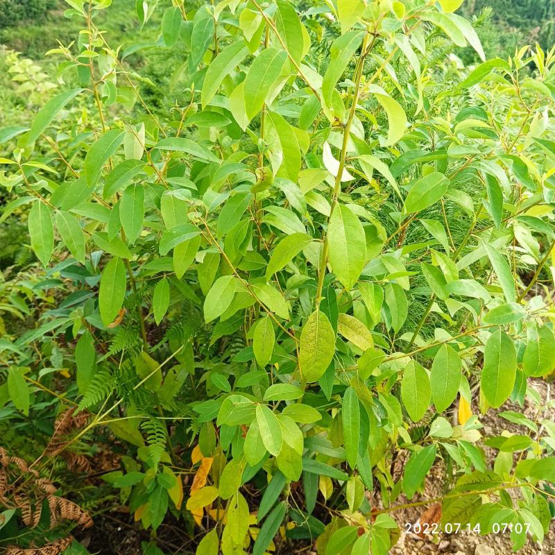 木姜子山胡椒山仓子新货现货现摘现发