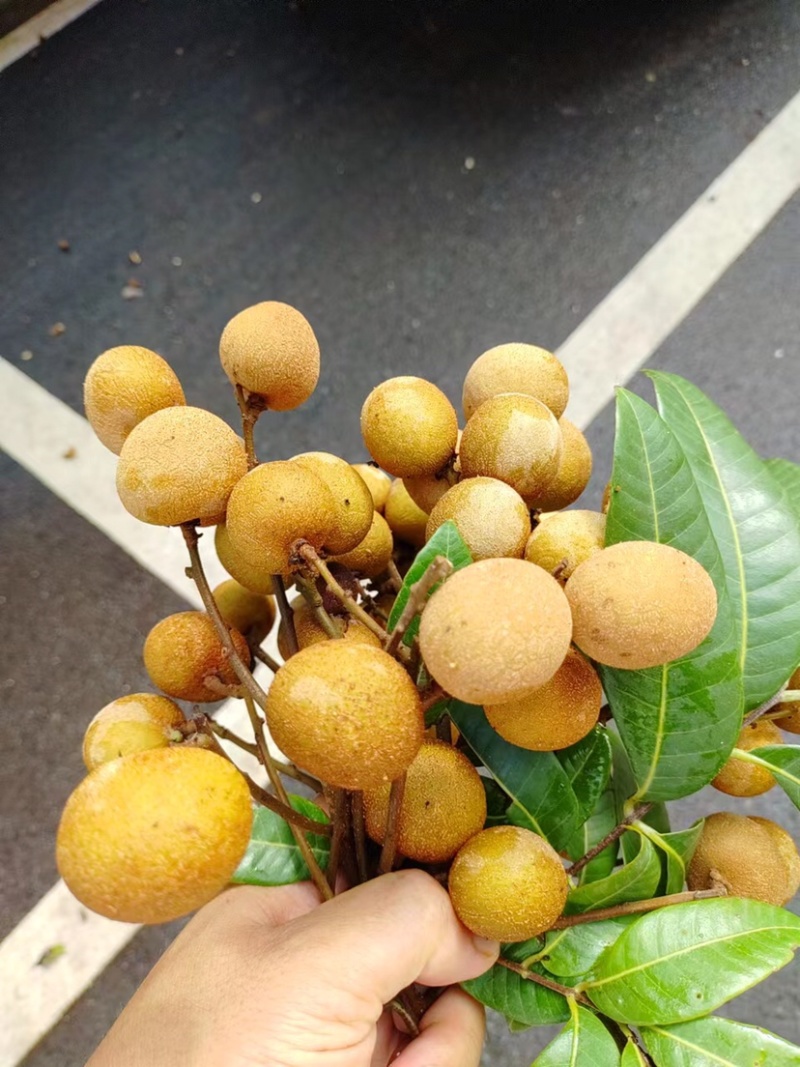热带水果