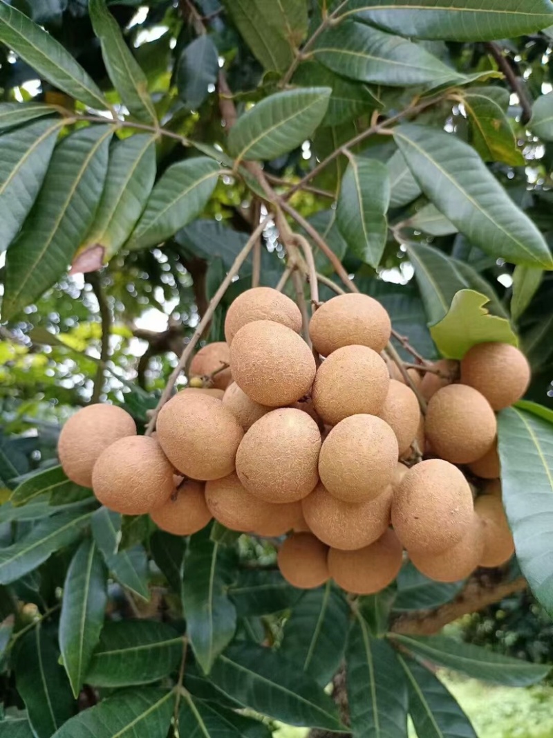 热带水果