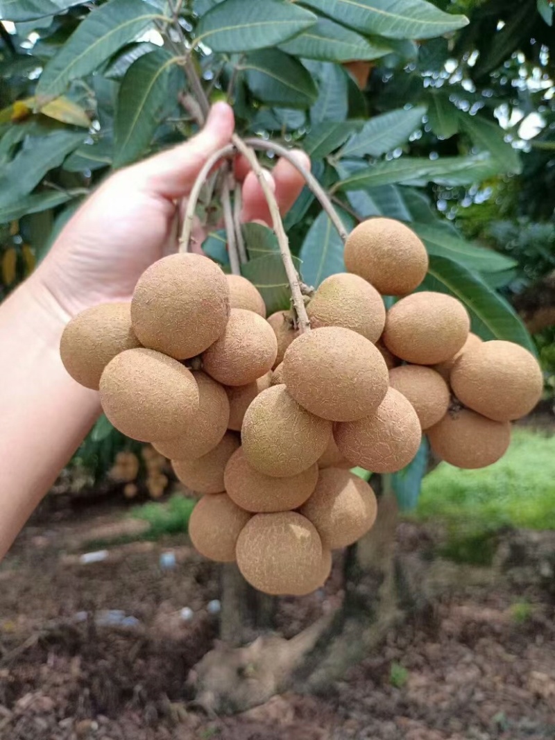 热带水果