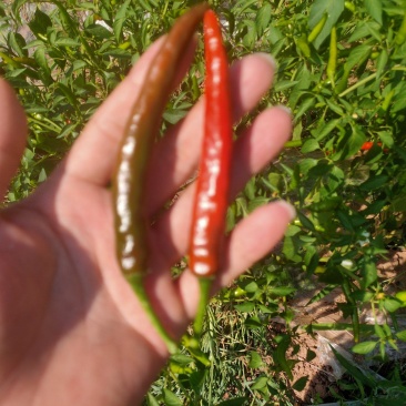 精品酱色泡椒大量上市，欢迎各位老板订货