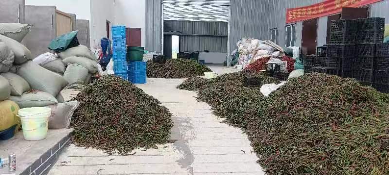精品泡椒大量供应量大从优一手资源保证品质