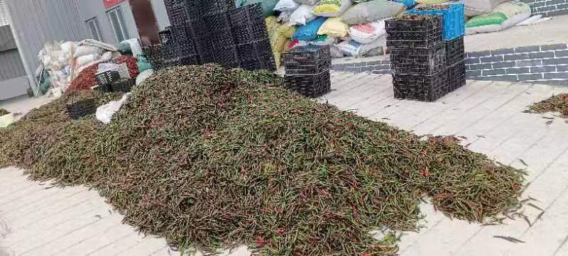 精品泡椒大量供应量大从优一手资源保证品质