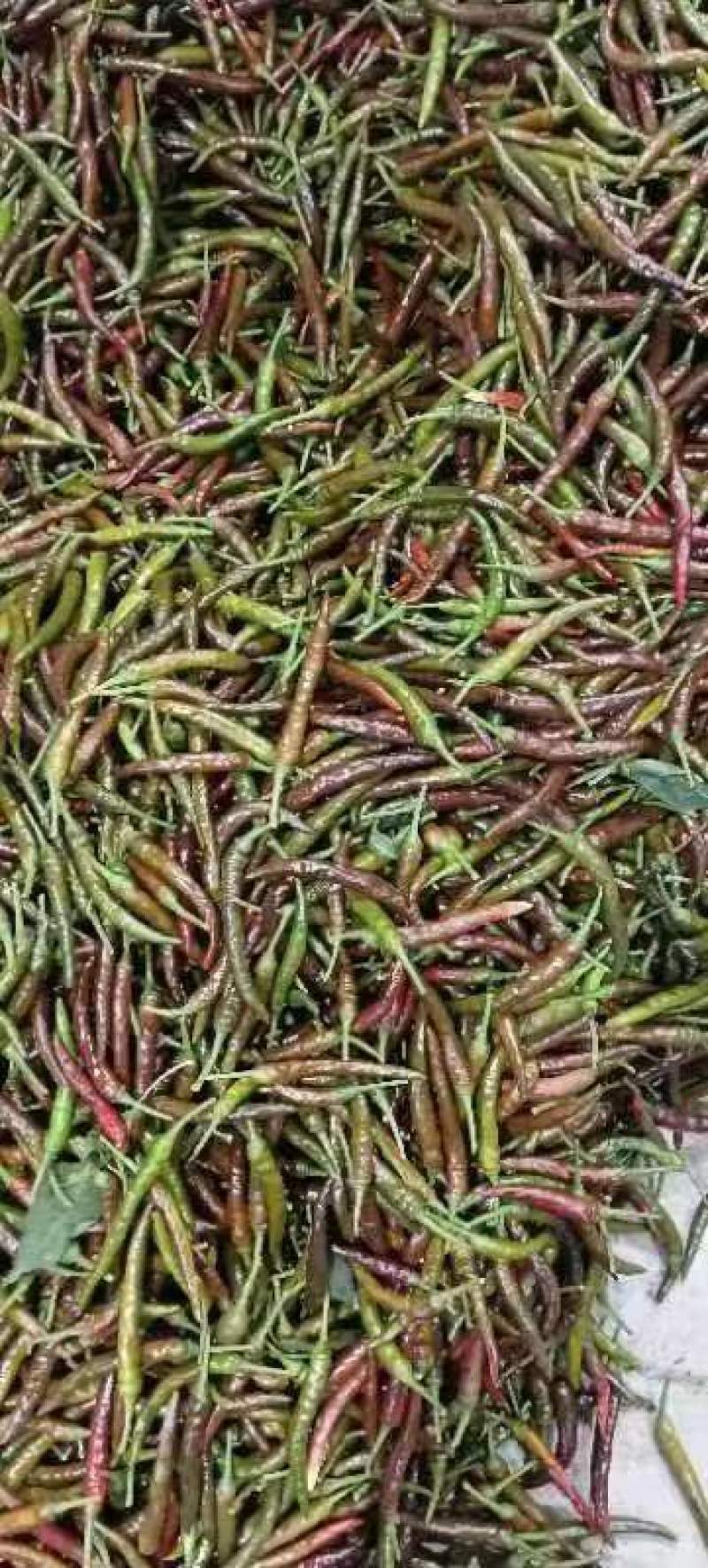 精品泡椒大量供应量大从优一手资源保证品质