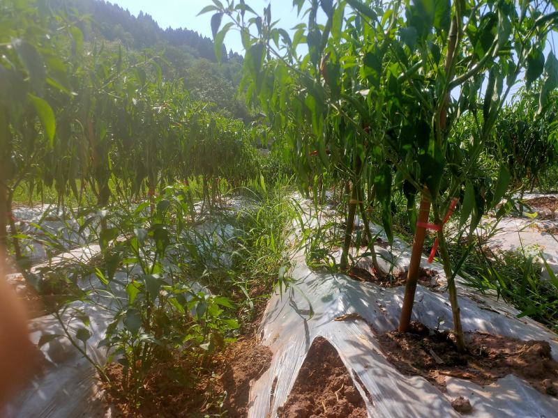 精品泡椒大量供应量大从优一手资源保证品质