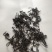 纯手工原种六堡明前茶