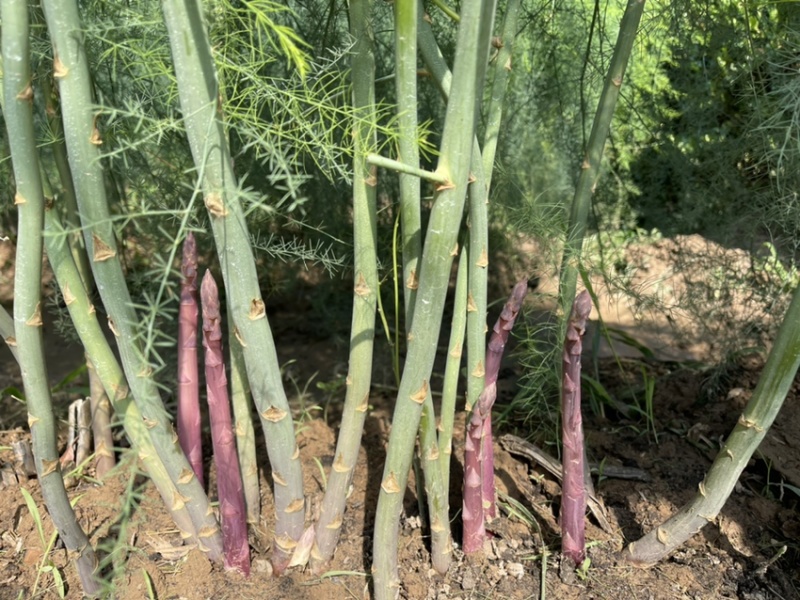 高产早熟芦笋苗批发，康爱草1，山东巨鑫源供应