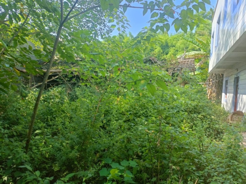 荣昌铜鼓镇300平农家小院门口有鱼塘